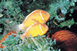 yellow reef fish